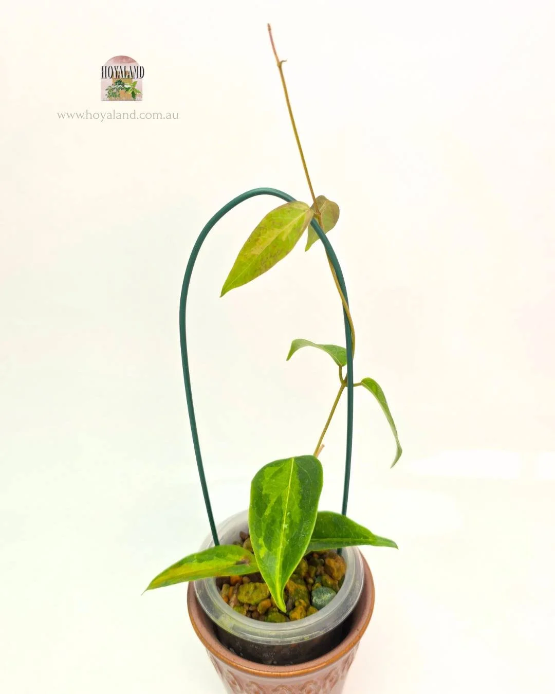 Rare thin leaf variegated Hoya dennisii Frida - Good Variegation